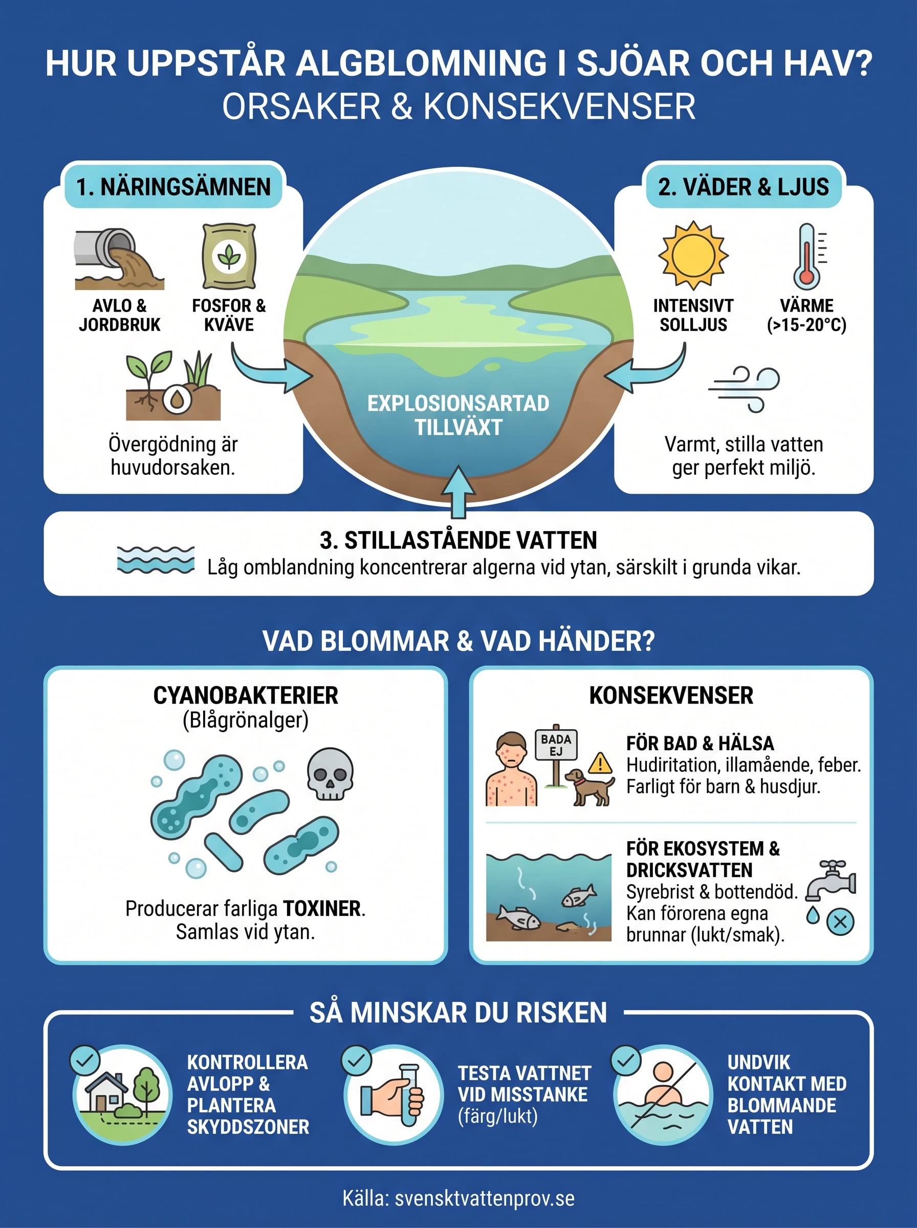 hur uppstår algblomning infographic