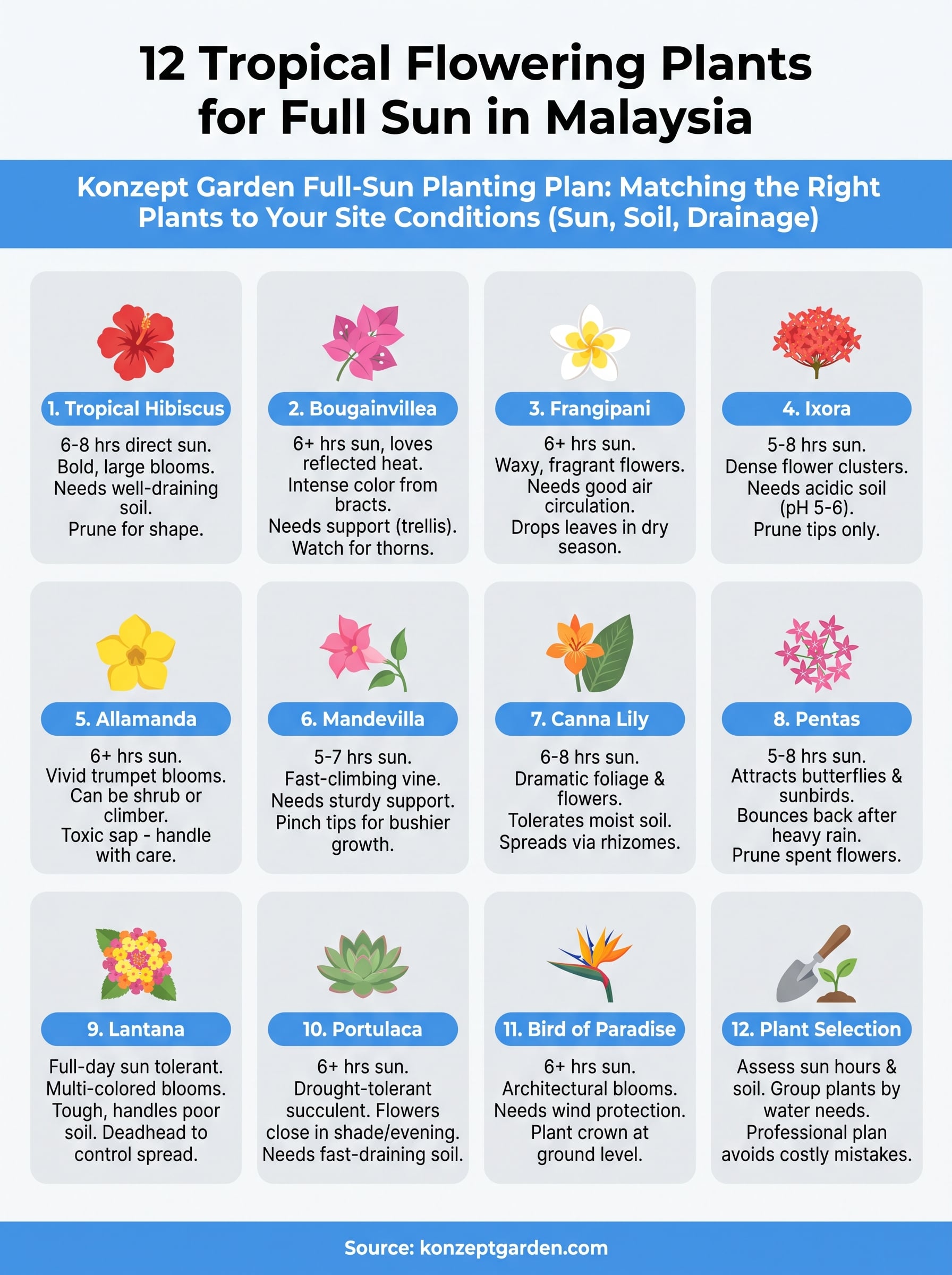 tropical flowering plants for full sun infographic