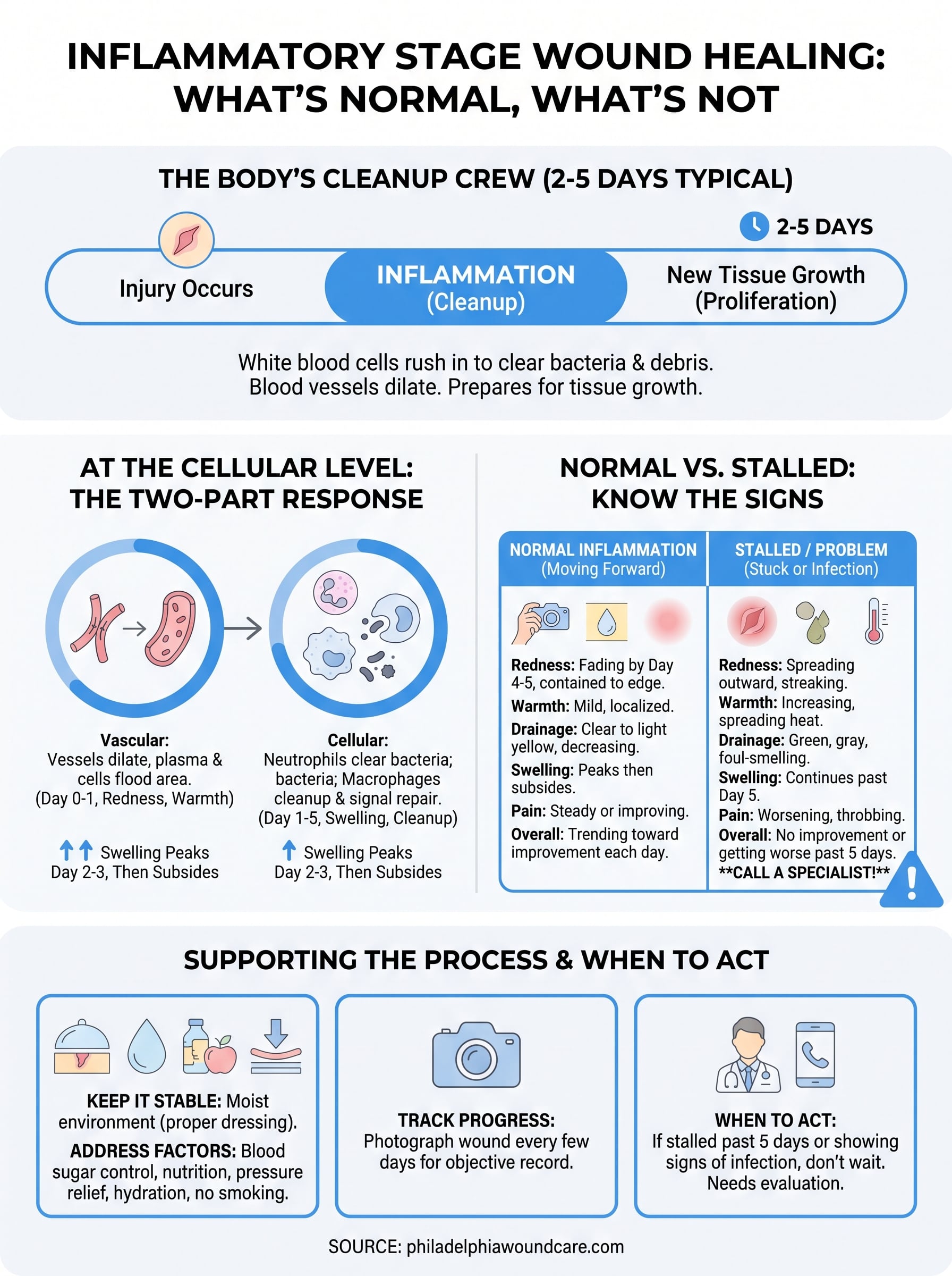 inflammatory stage wound healing infographic