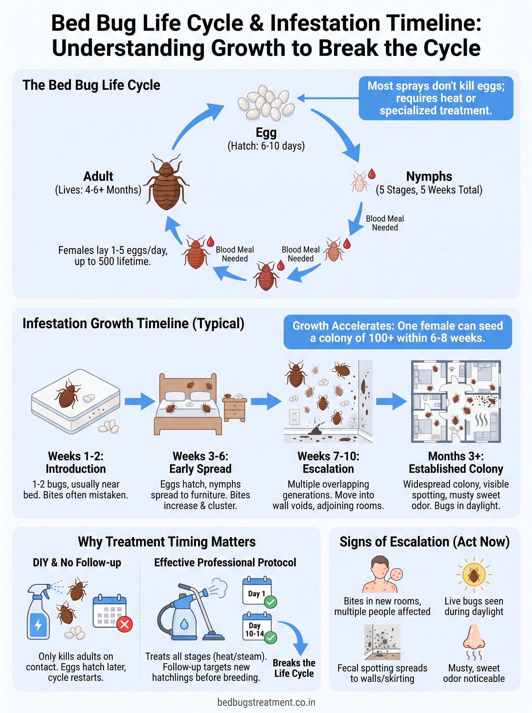 Bed Bug Life Cycle: 6 Stages, Timeline, and Infestation Growth 3 bed bug life cycle infographic