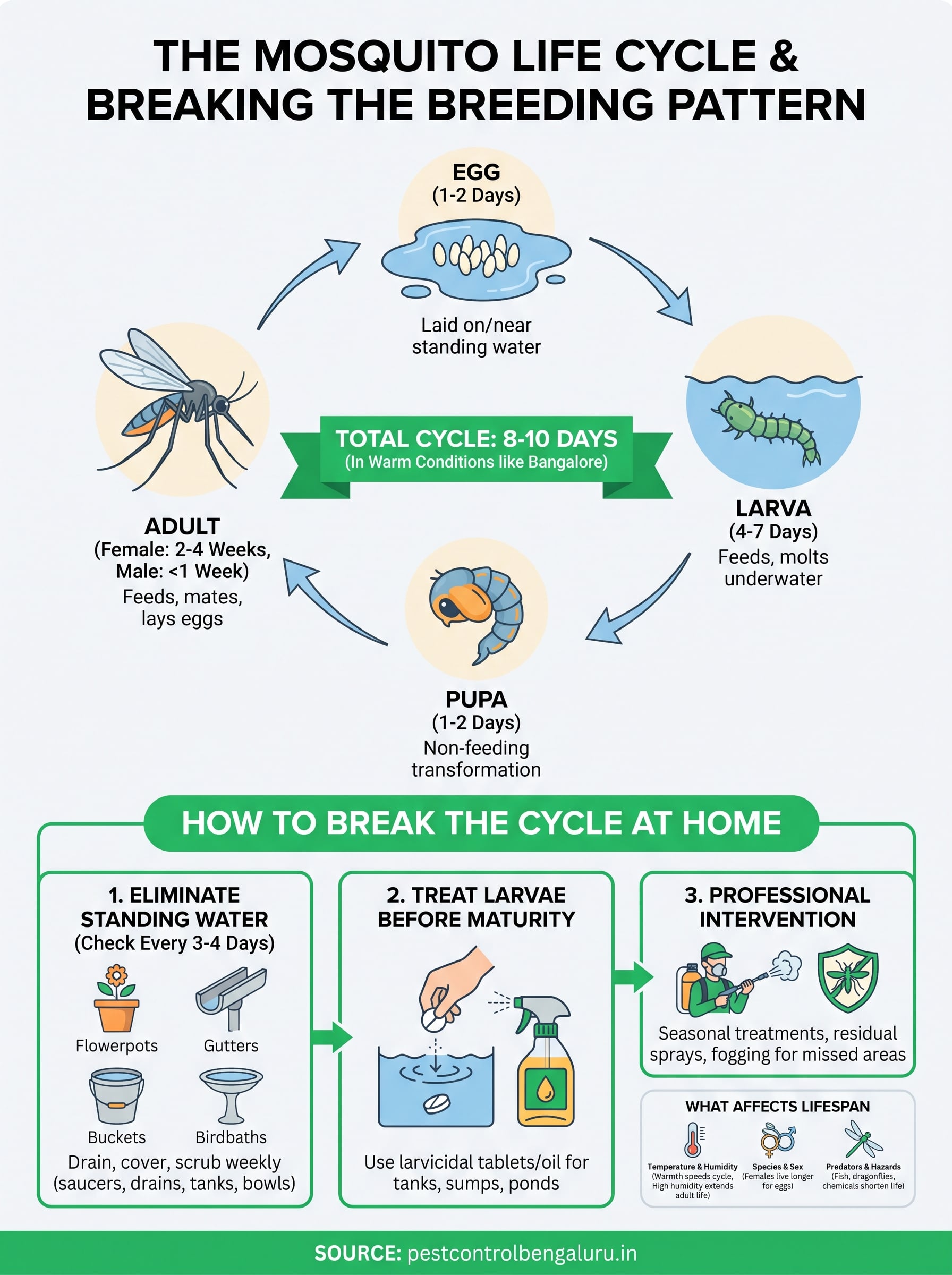 Lifespan of a Mosquito: Life Cycle Stages and How Long They Live 1 lifespan of a mosquito infographic