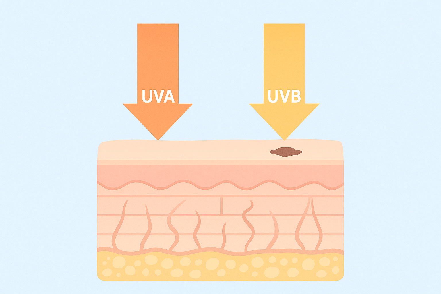 UVA與UVB的傷害途徑