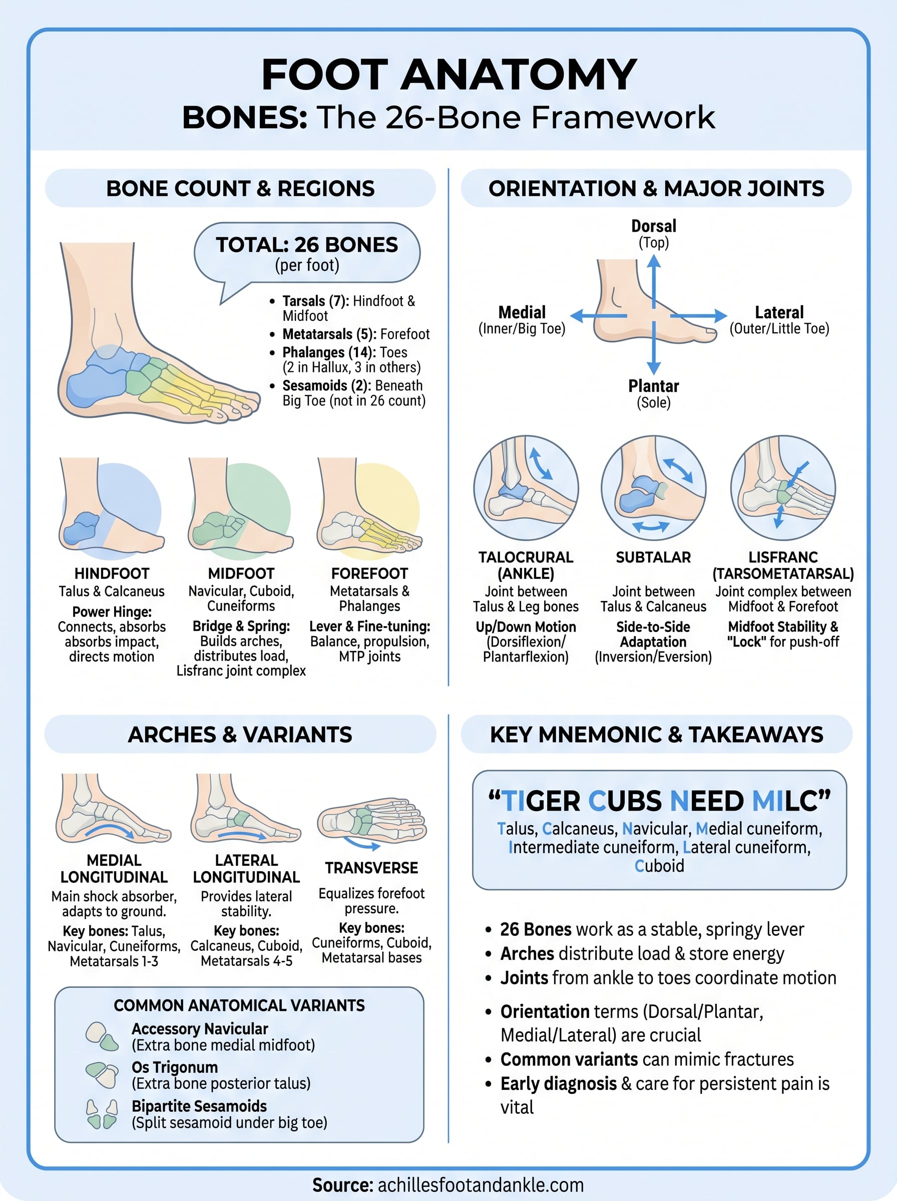 foot anatomy bones infographic