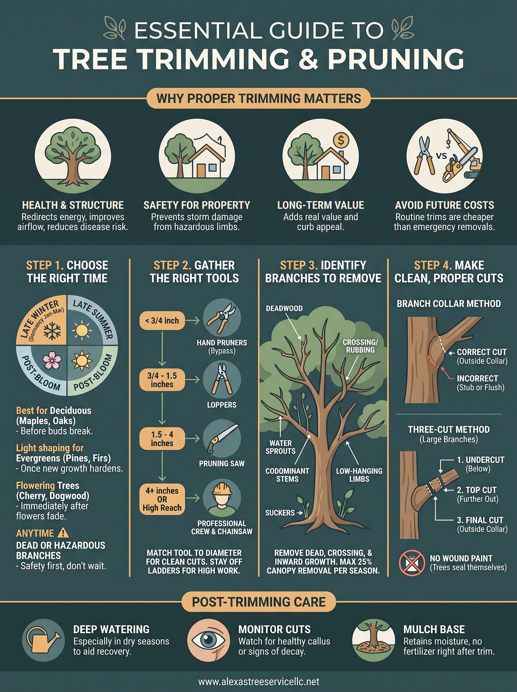 trimming tree infographic