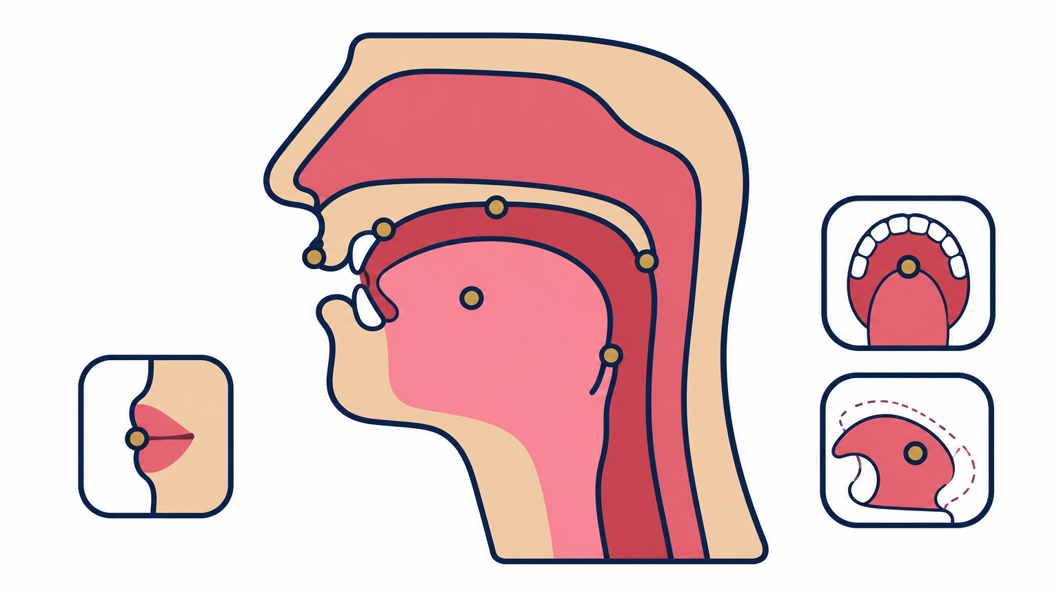 Cross-section illustration of a mouth and throat showing where Arabic letter sounds originate.