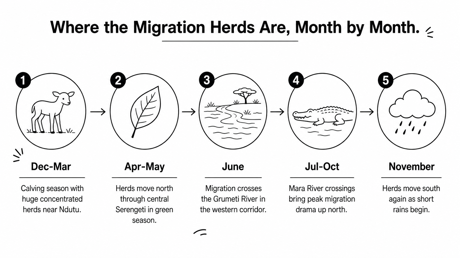 A five-step timeline showing where wildebeest herds are located across the Serengeti each month.