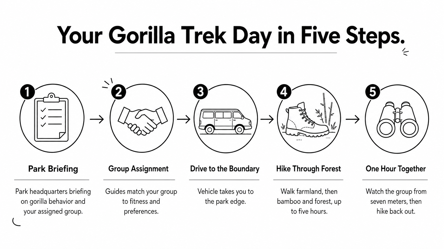 A five-step process graphic showing a gorilla trek day, from park briefing to the one-hour visit and hike out.