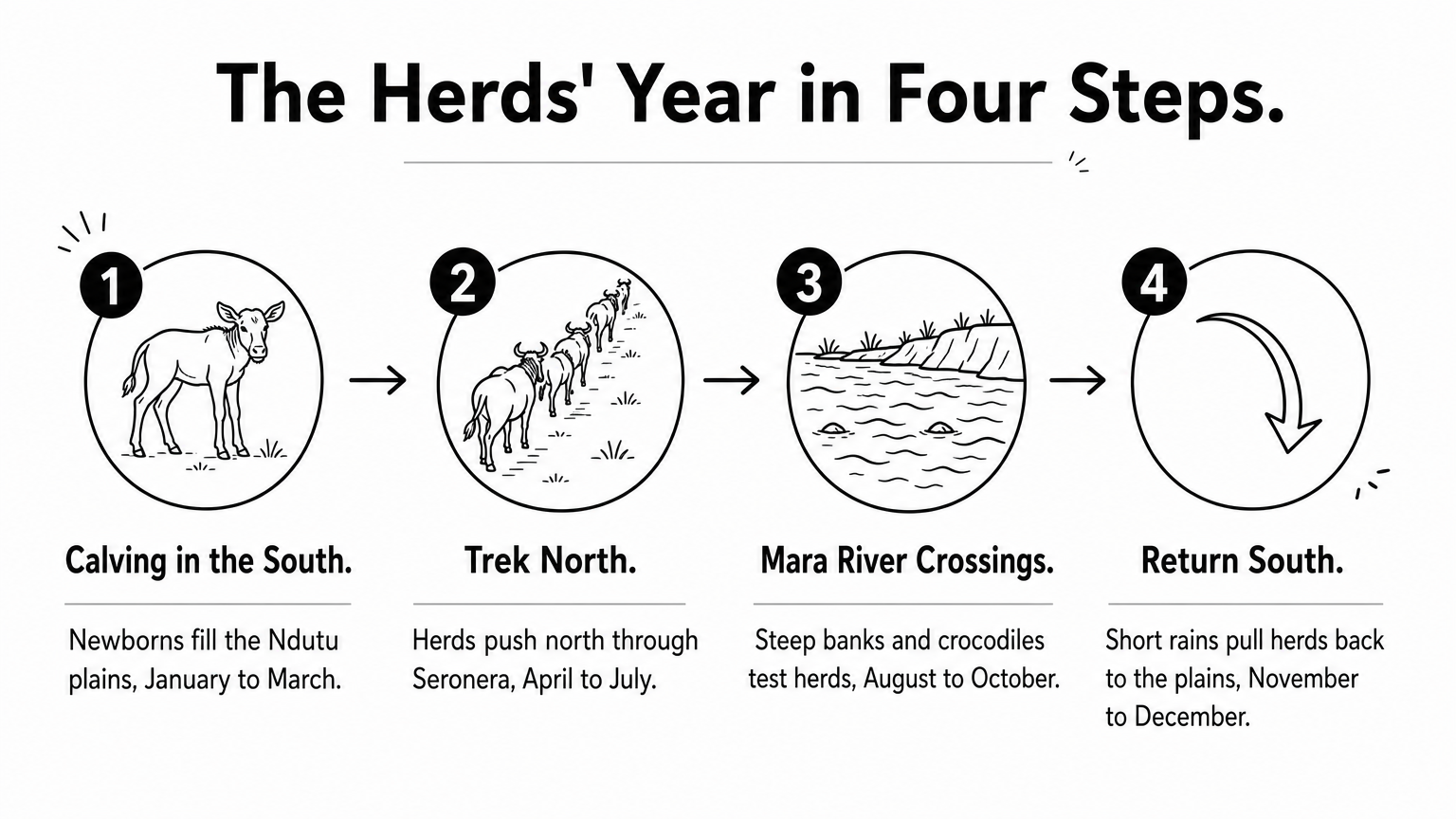 A four-step process showing the wildebeest herds moving south to calve, north across the Mara River, and back south.
