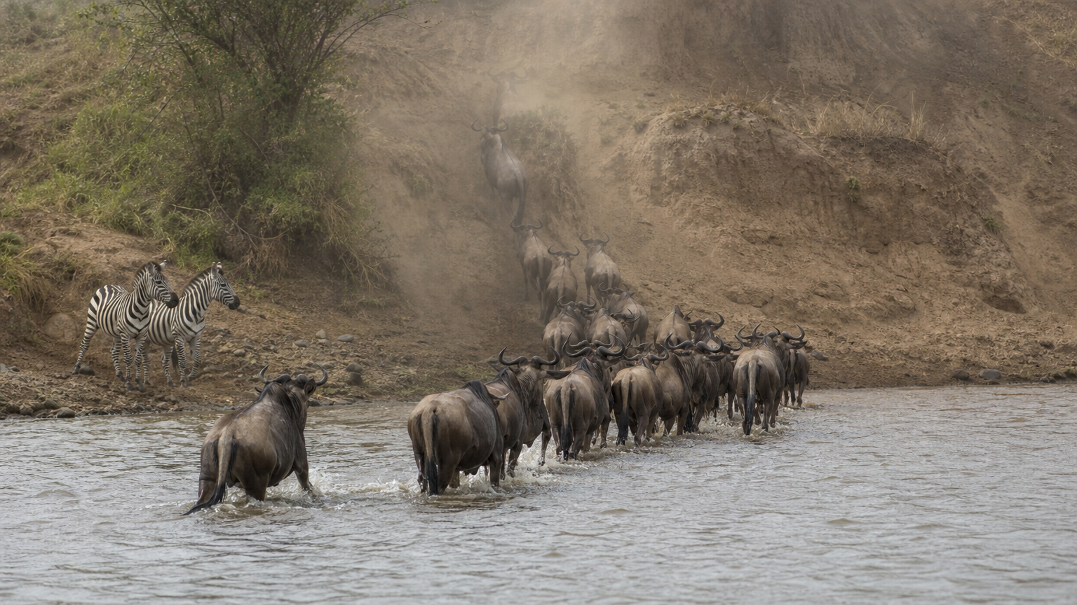 A line of wildebeest wades across a river toward steep banks while zebra wait at the edge.