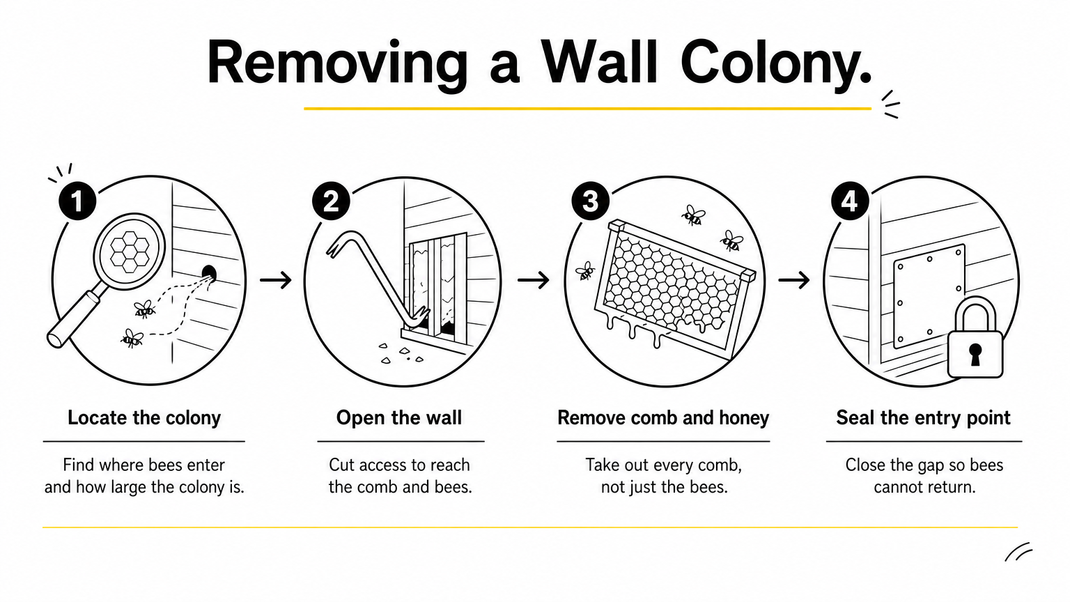 A four-step process diagram showing how a specialist locates, opens, clears, and seals a wall colony.