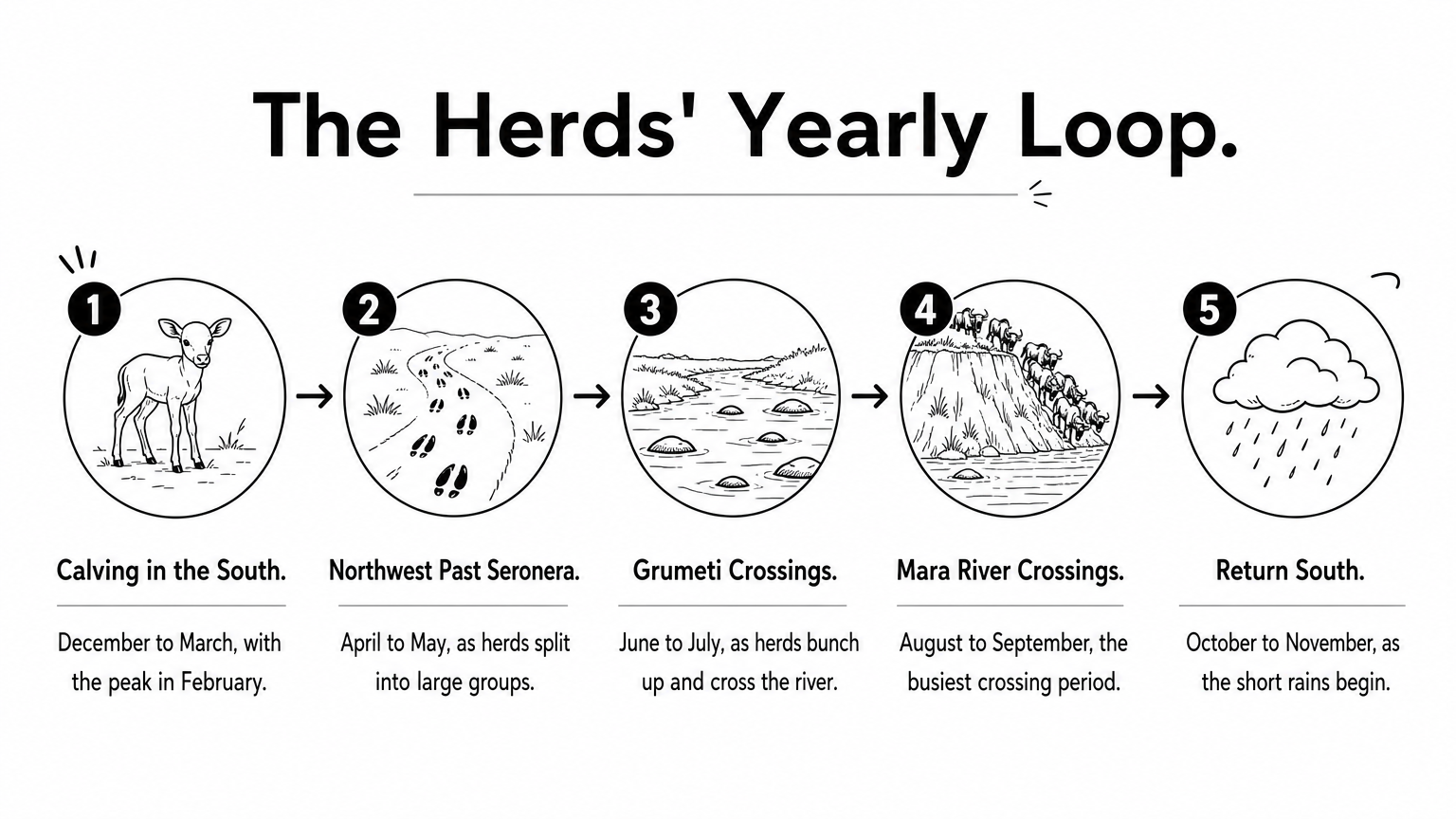 A five-step process diagram showing the wildebeest herds' yearly route from calving to the return south.