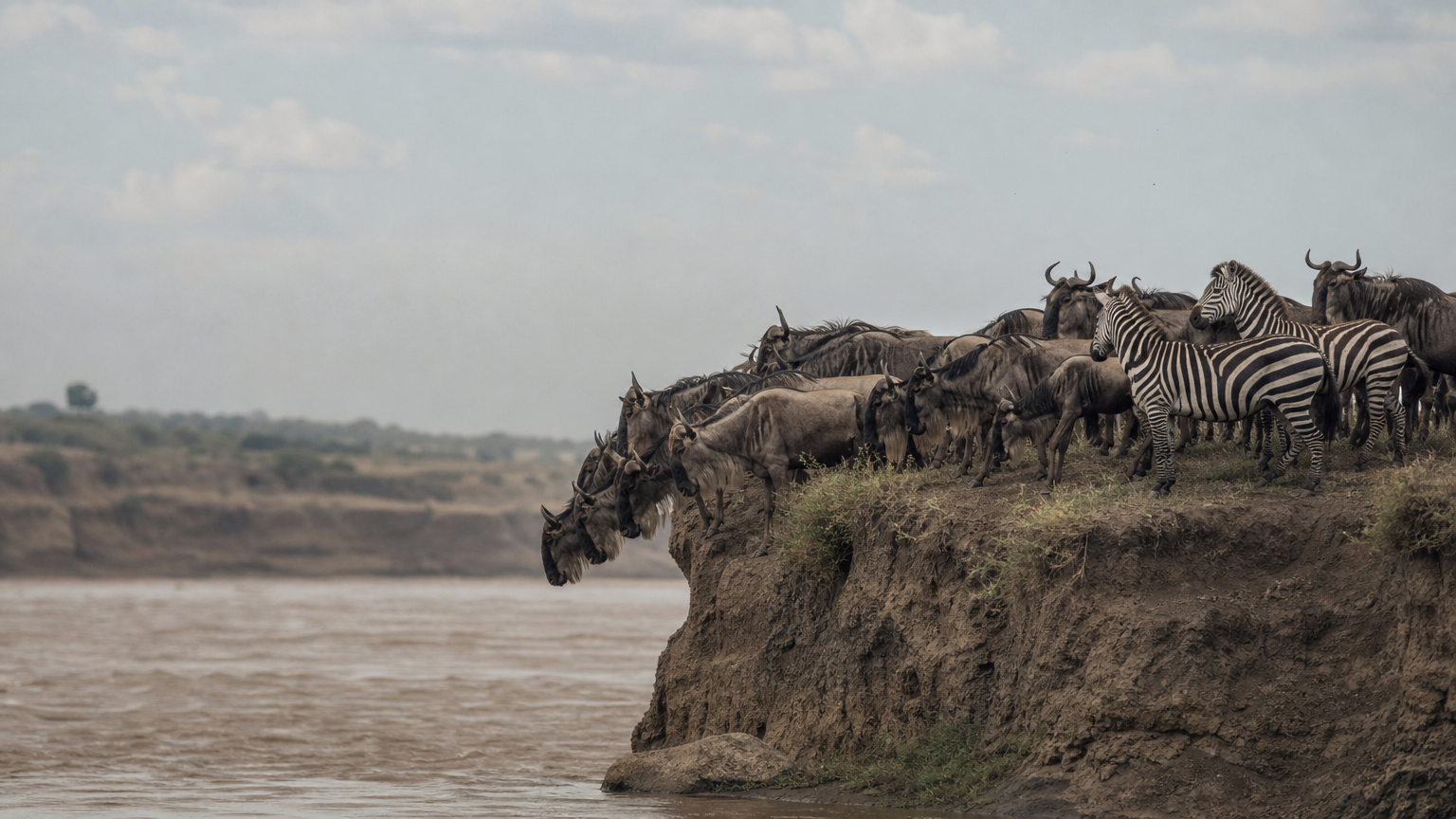 Wildebeest crowd the edge of a steep riverbank above brown water, with zebra mixed among them.