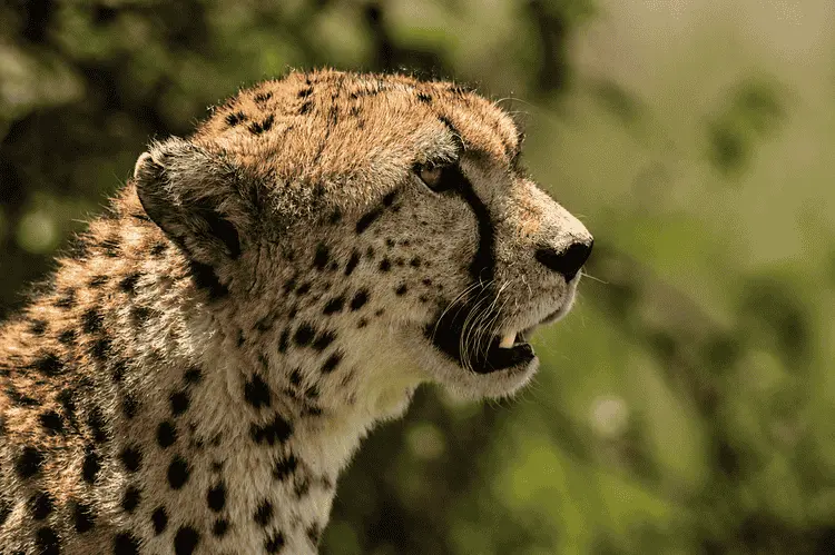 The Grand East African Luxury Safari