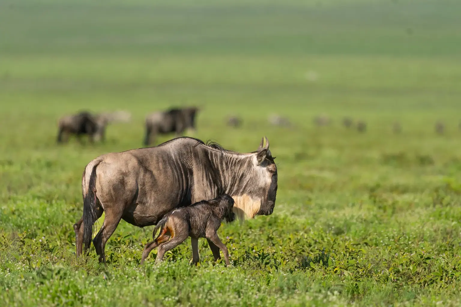 8 Days Southern Serengeti Migration Safari