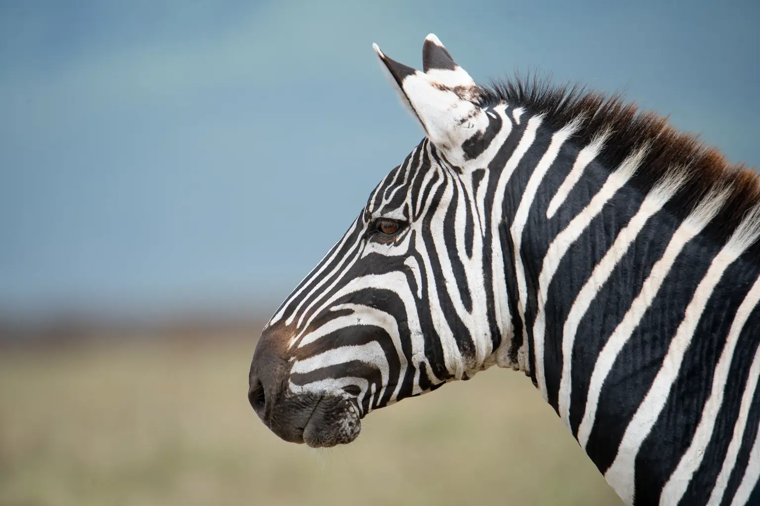 10 Days Best of Kenya & Tanzania Safari