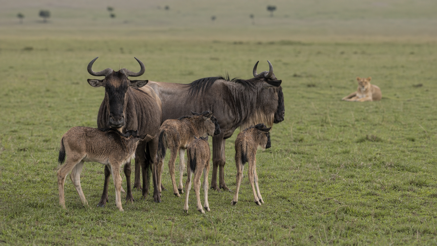 Newborn wildebeest calves stand beside their mothers on short grass, with a lioness resting far off across the plain.