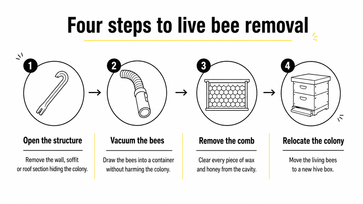 A four-step process diagram showing live bee removal from opening the structure to relocating the colony.