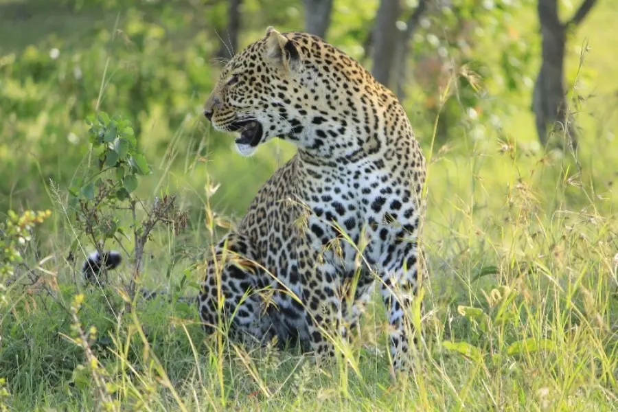 3-Days Masai Mara, Lake Naivasha Budget Safari