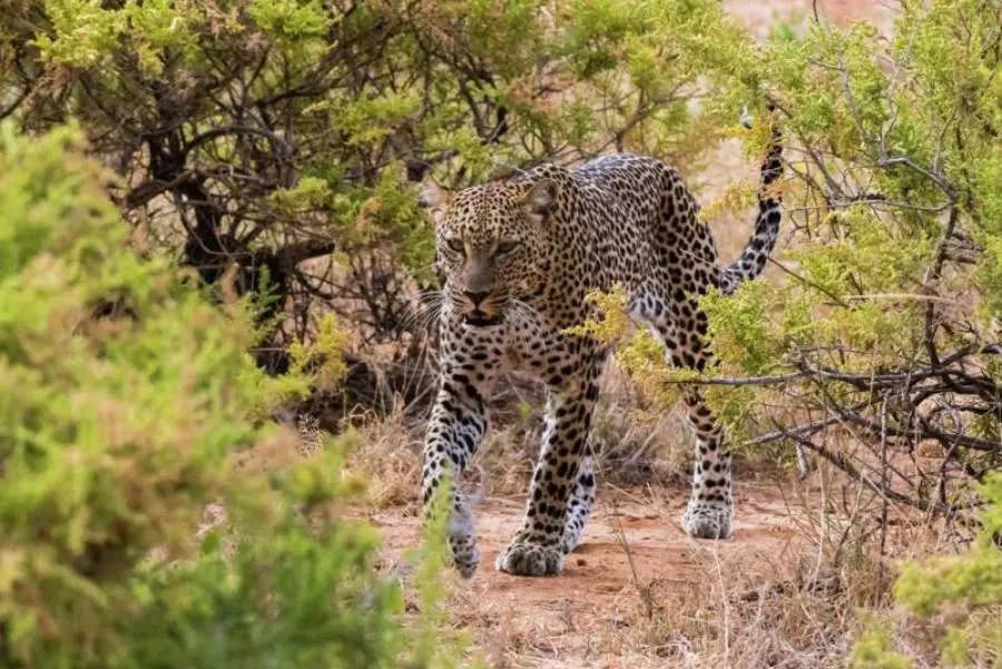 3 Days Samburu Game Reserve Wildlife Safari