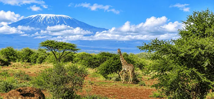 7-Day Epic Kenya & Tanzania Safari Experience