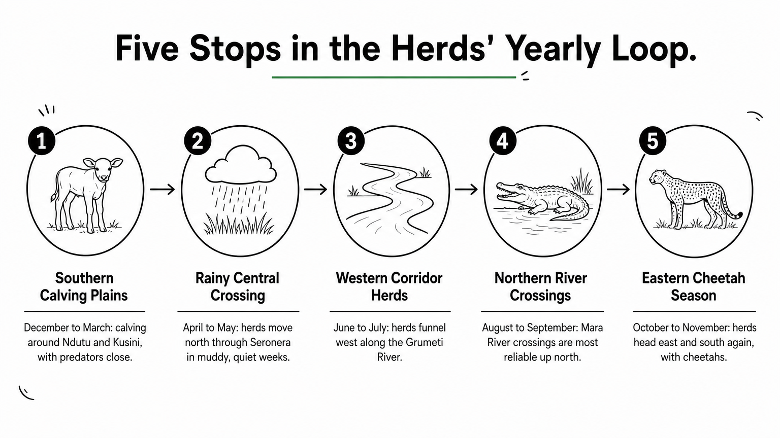 A five-step loop showing where the herds travel across the Serengeti through the year.