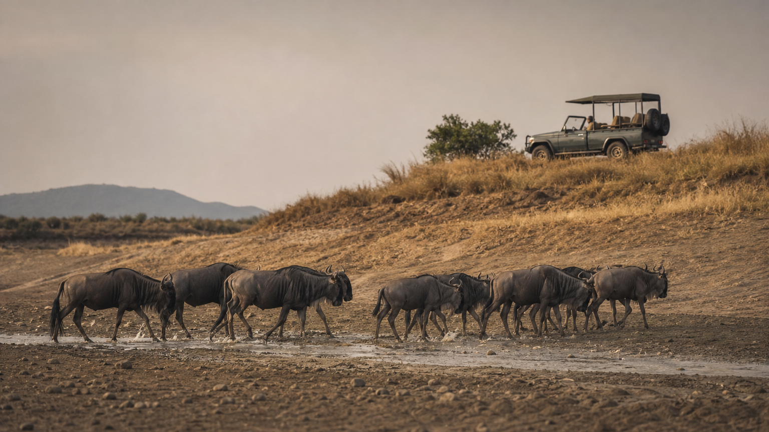 Wildebeest herd crossing a riverbank with a safari vehicle parked on the rise above.
