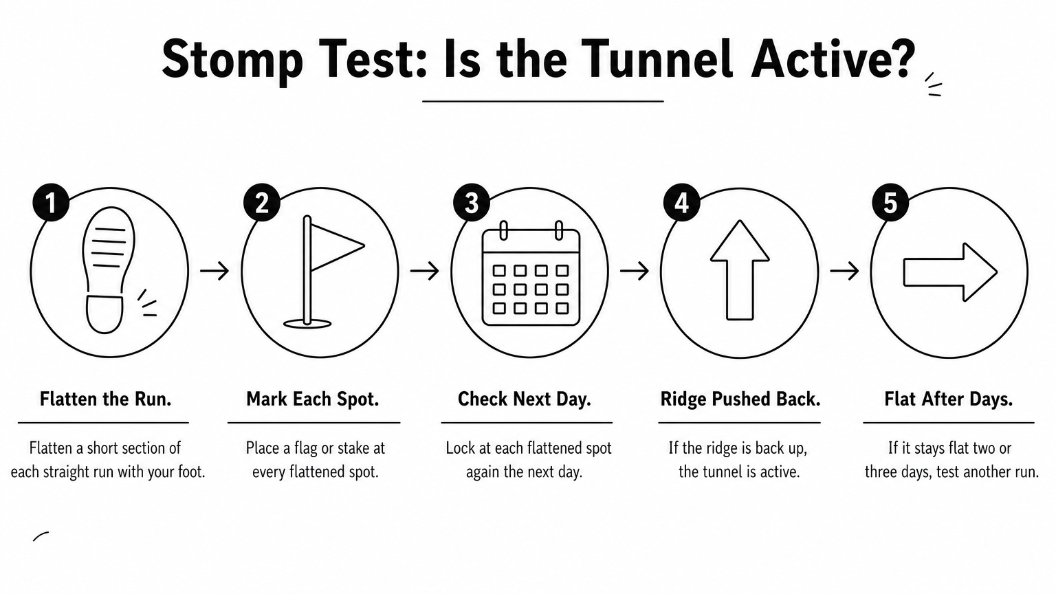 Five-step diagram showing how to flatten, mark and recheck a mole tunnel to see if it is active.