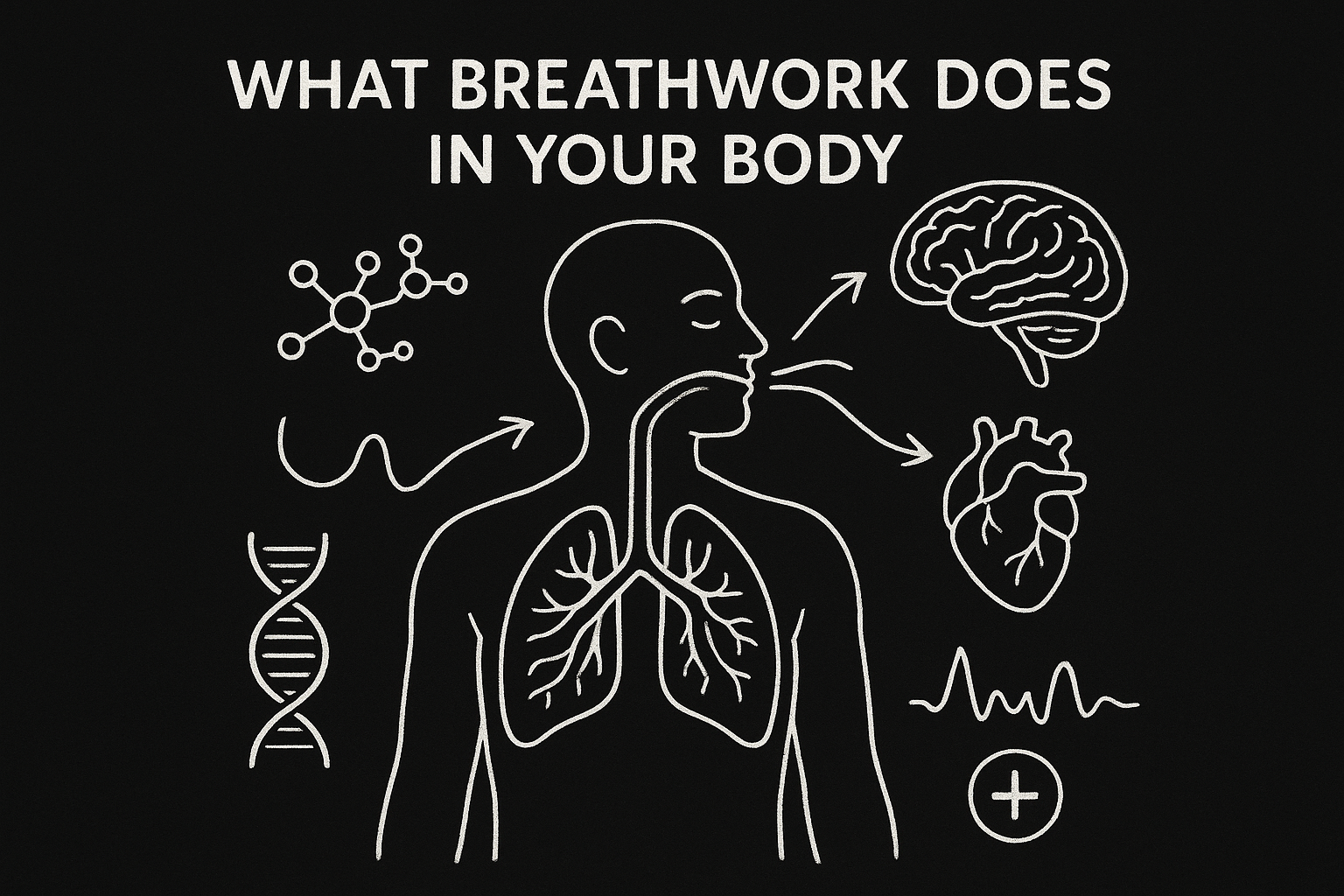What breathwork does in your body