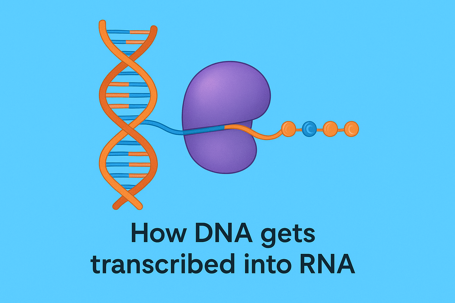 How DNA gets transcribed into RNA