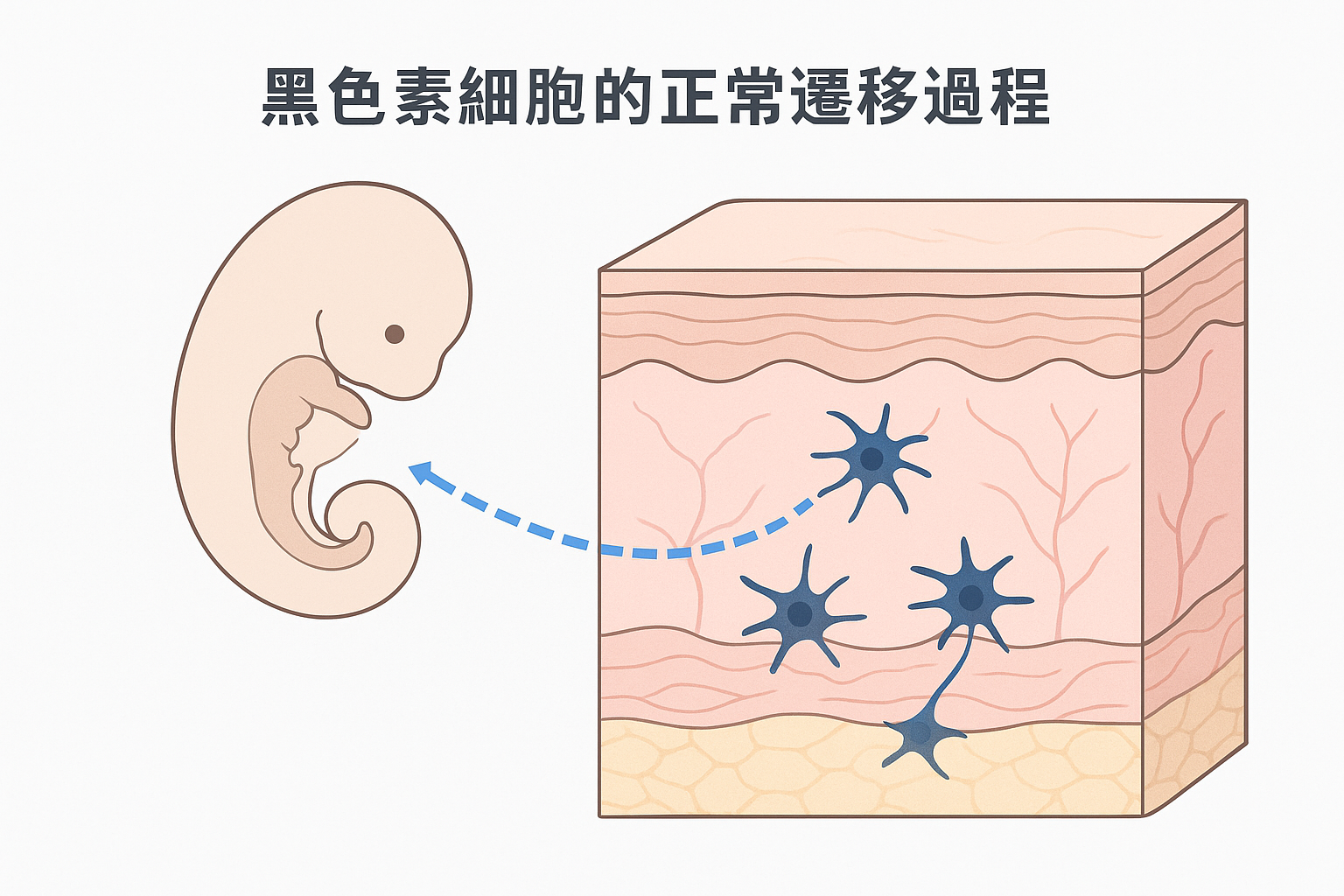 黑色素細胞的正常遷移過程