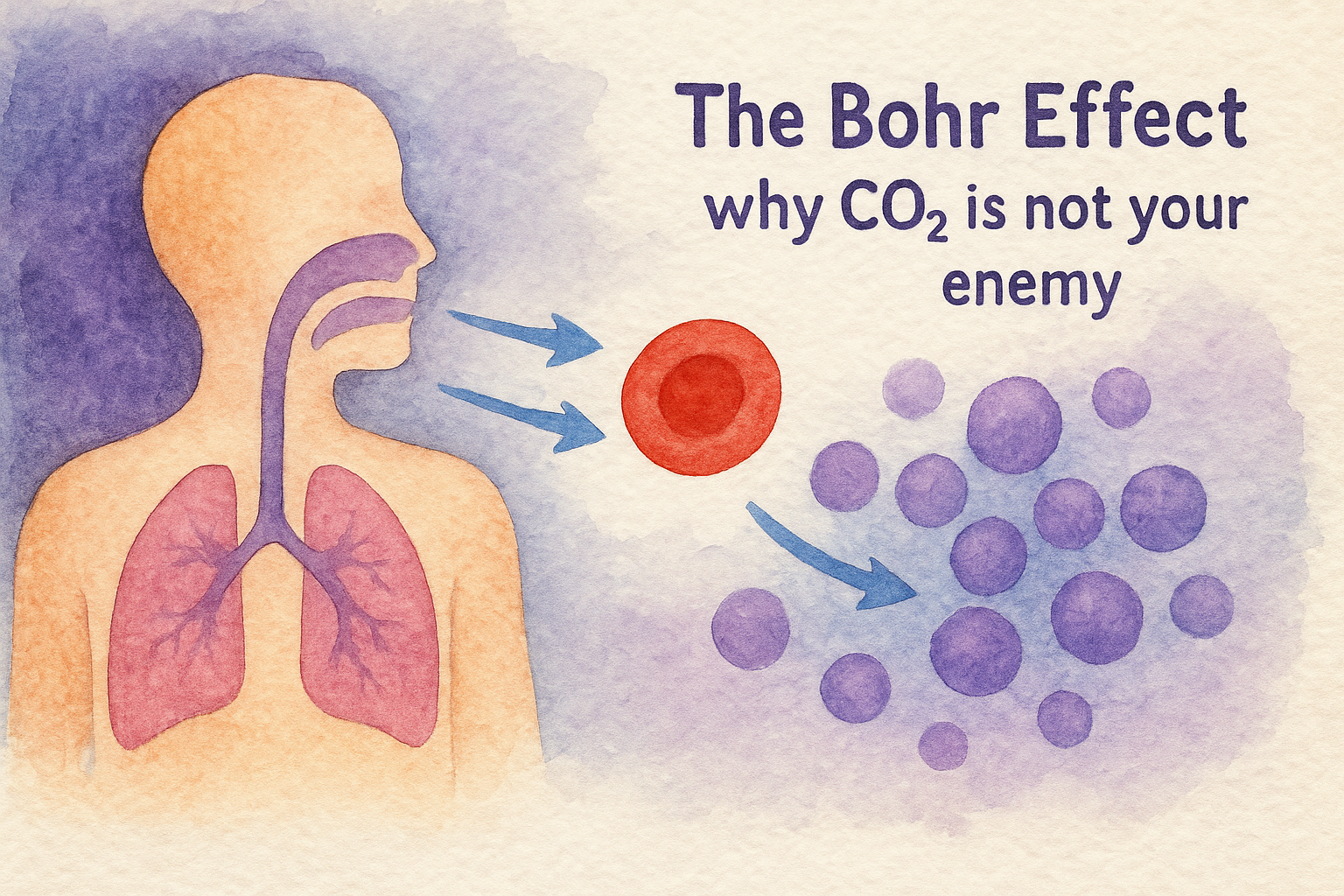 The Bohr Effect: why CO₂ is not your enemy