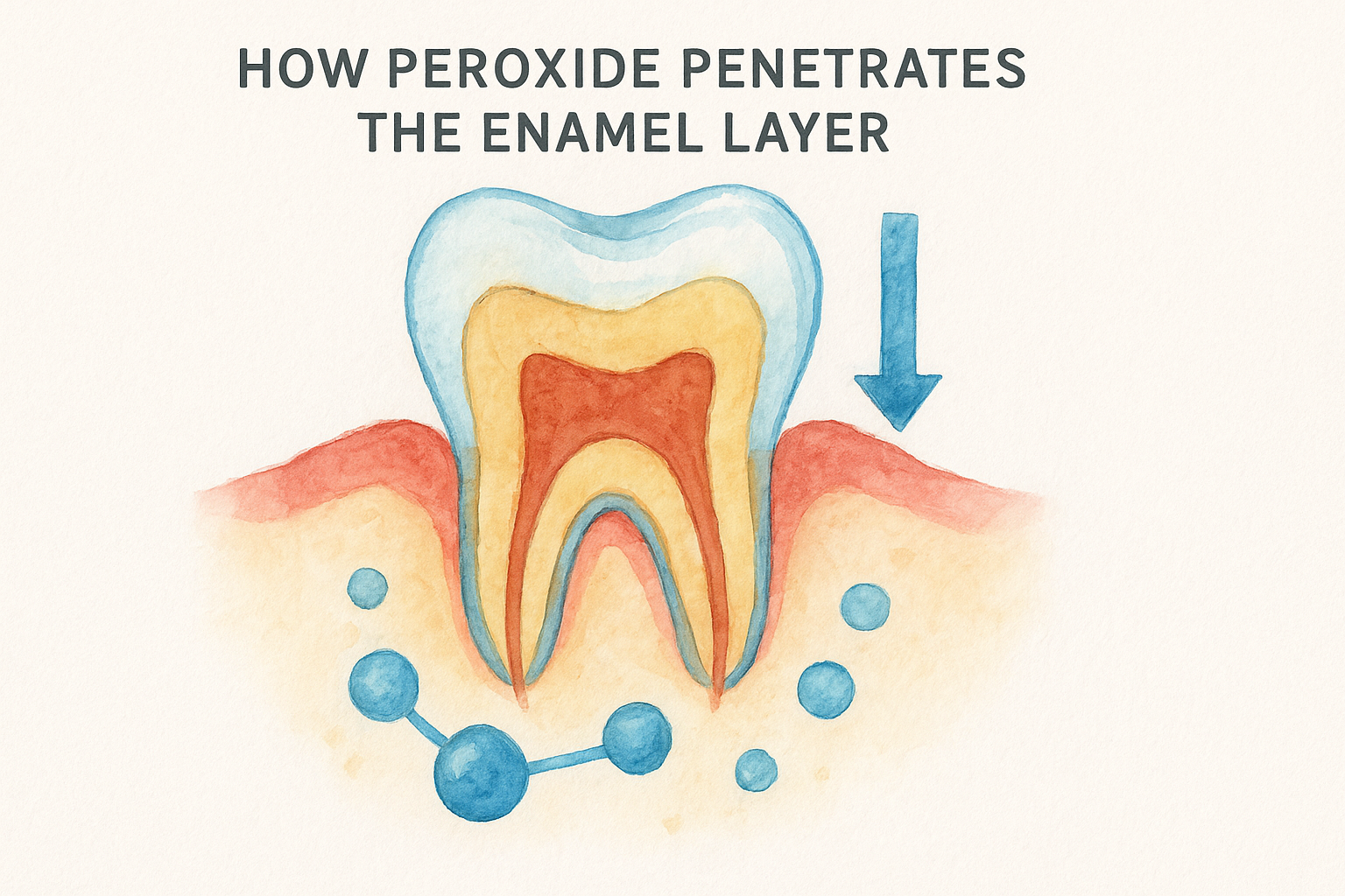 How peroxide penetrates the enamel layer