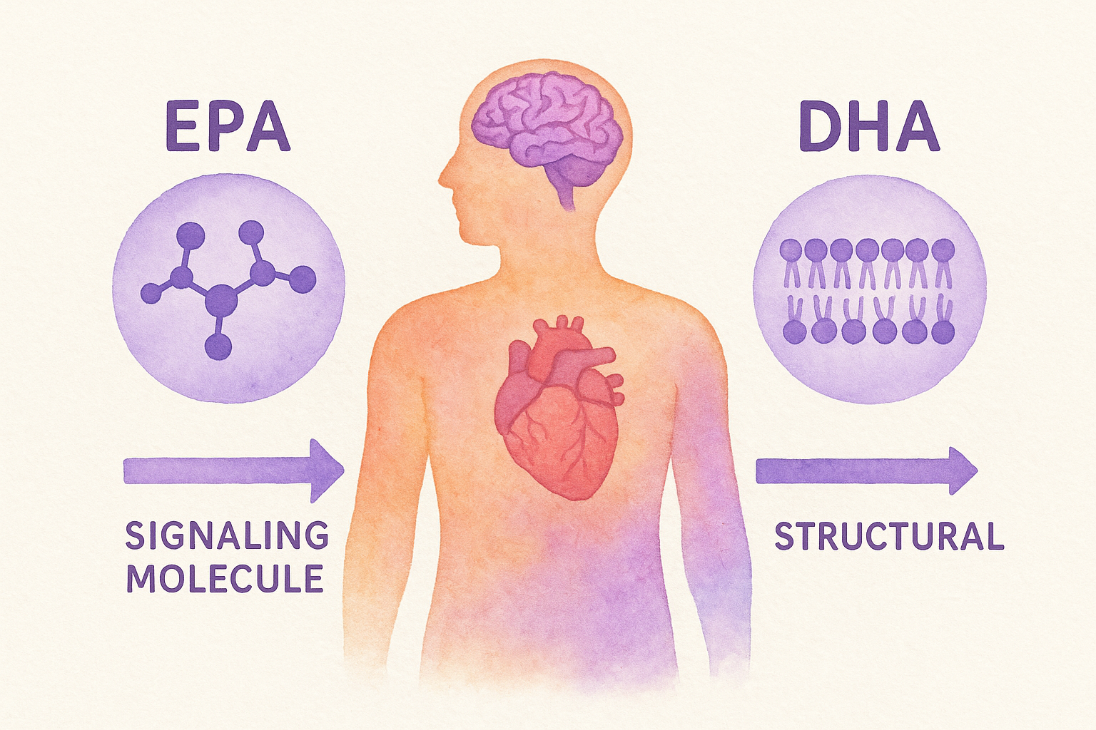 How EPA and DHA work differently inside your body