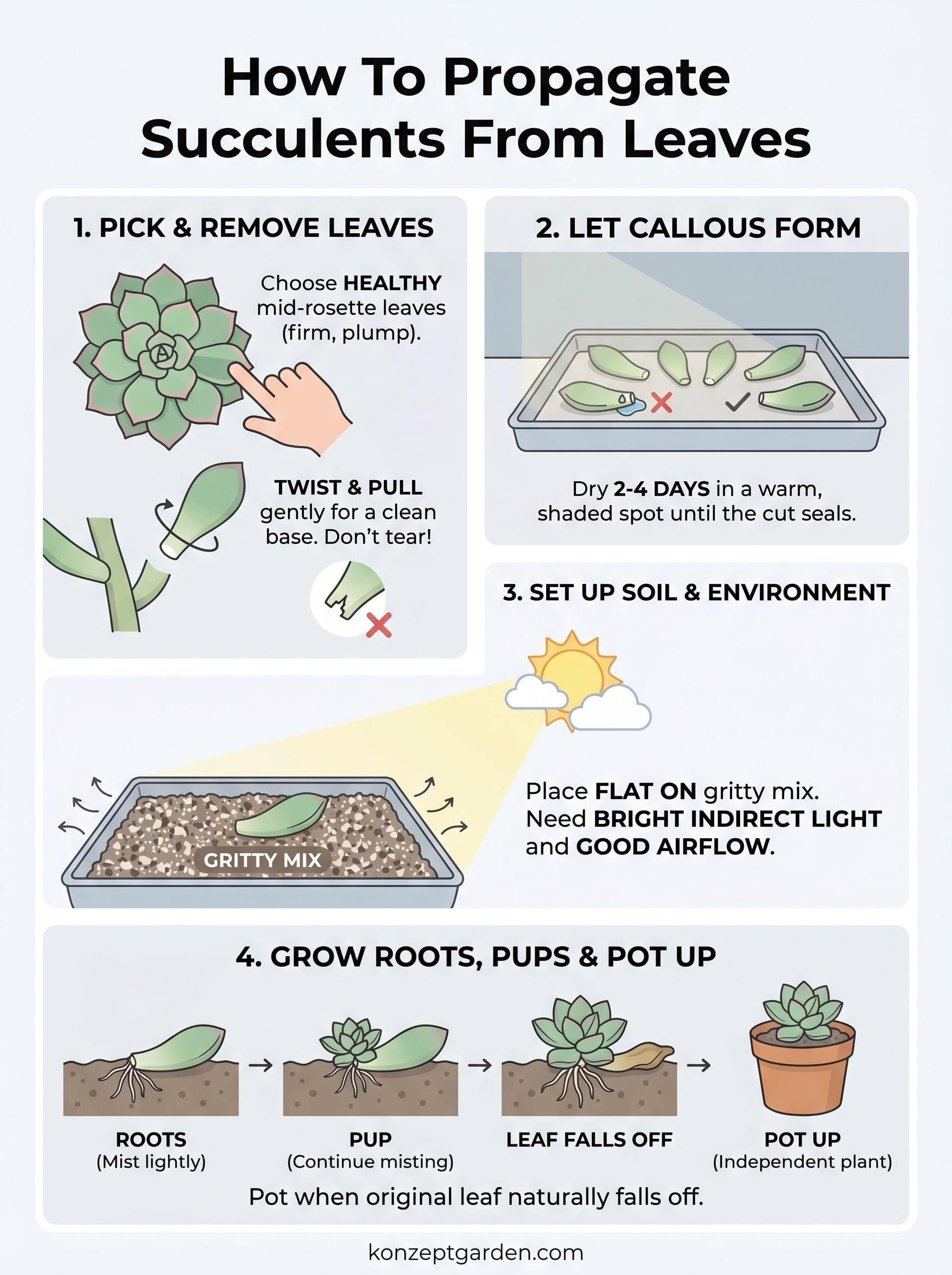 how to propagate succulents from leaves infographic